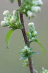 White goldenrod